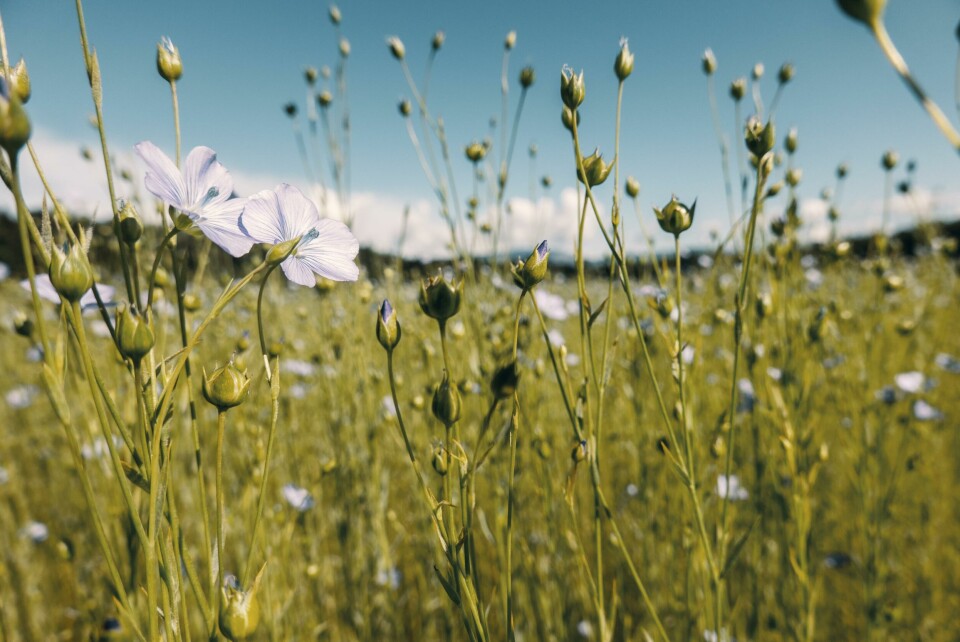 The use of natural fibres in automotive applications typically involves yarns made from flax, hemp, kenaf, and jute The use of natural fibres in automotive applications typically involves yarns made from flax, hemp, kenaf, and jute